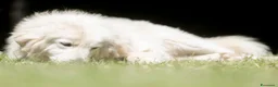 Meticcio cani in regalo: YELLOW MERITA UNA VITA VERA, NON LO CREDI ? - Annuncio 2