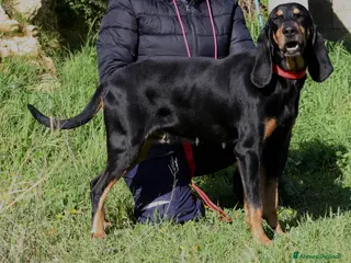 Meticcio cani Bea dolcissima segugetta 5 anni in adozione - Annuncio 33