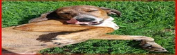 Segugio cani in regalo: SVITOL dolcissima e vivace - Annuncio 6