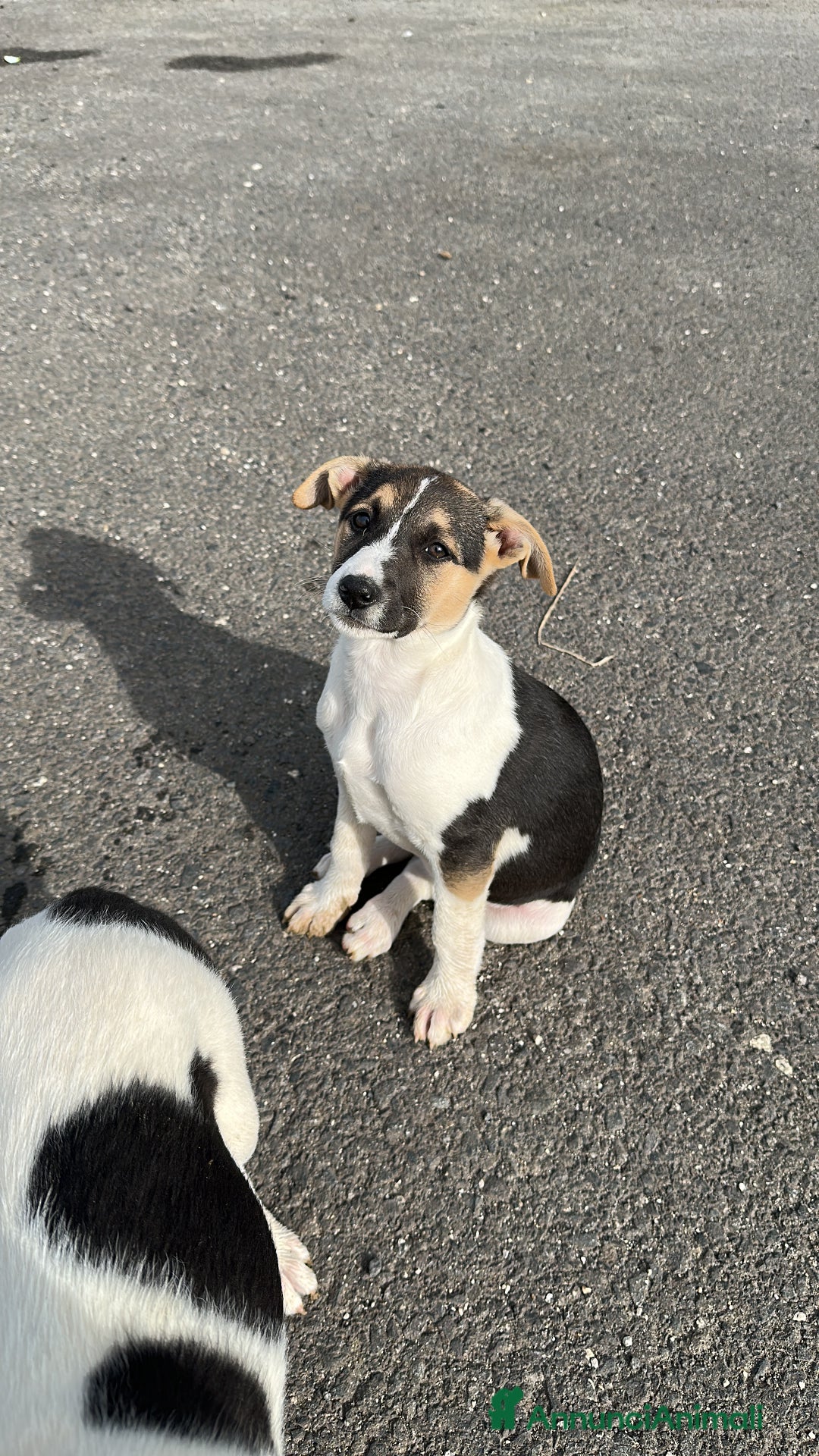 Meticcio cani in regalo: Ginger cerca casa - Annuncio 4