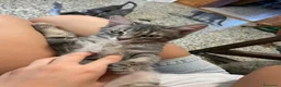 Meticcio gatti in vendita: Gattina giocosa  - Annuncio 4