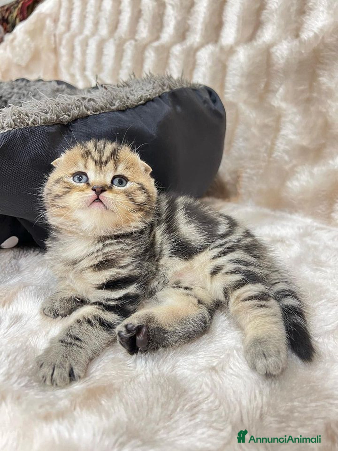 Scottish gatti in vendita: Scottish Fold e Straight  - Annuncio 10