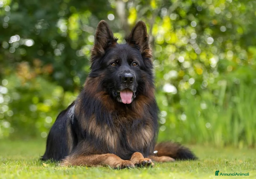 Pastore Tedesco cani in vendita: Pastore tedesco rara varietà grigio a pelo lungo - Annuncio 7