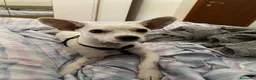 Meticcio cani in regalo: Bamby simil Pinscher tg mini 6/7mesi URGE CASA - Annuncio 2