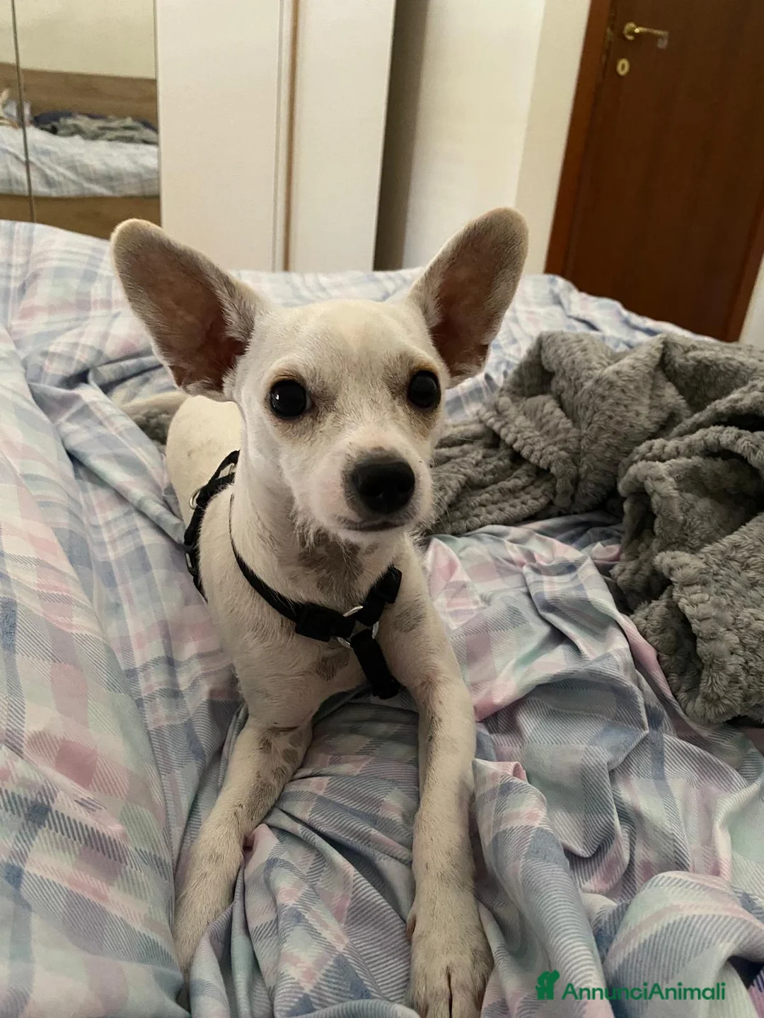 Meticcio cani in regalo: Bamby simil Pinscher tg mini 6/7mesi URGE CASA - Annuncio 2