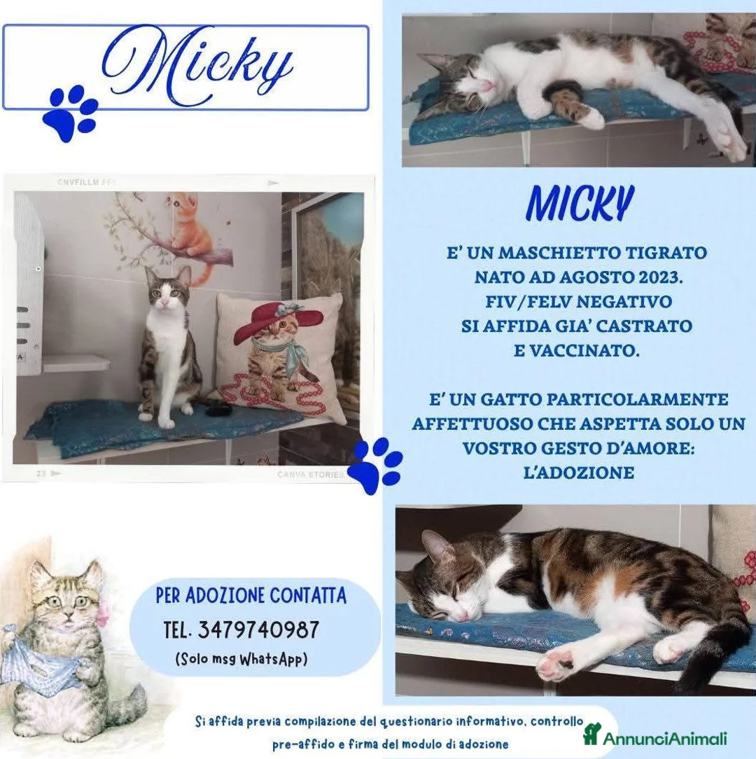 Europeo gatti in regalo: Affettuoso gattino da adottare, MICKY ! - Annuncio 1