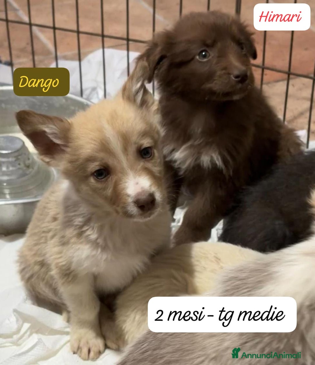 Meticcio cani in regalo: Tanti bellissimi cuccioli da salvare  - Annuncio 11