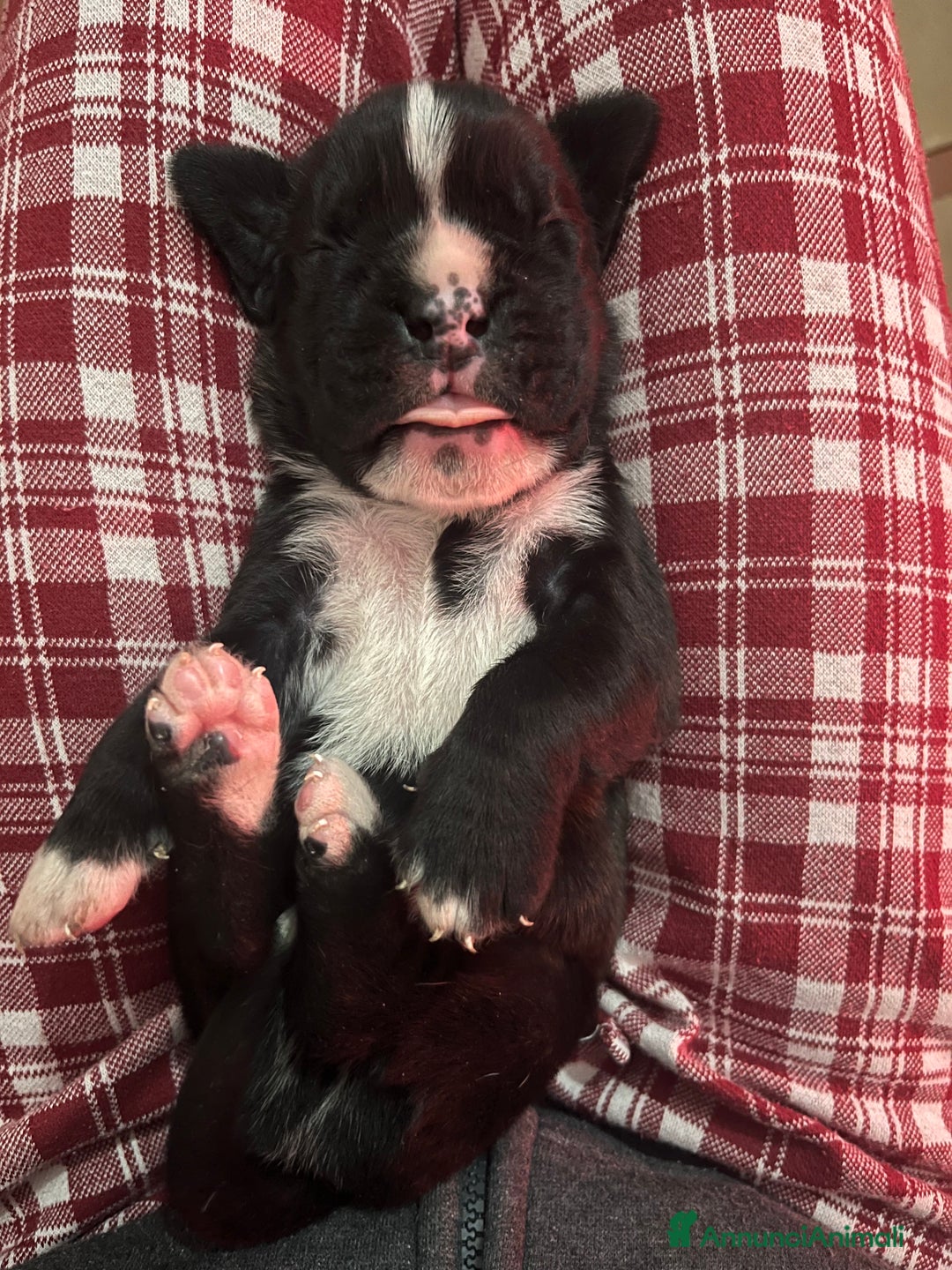 Boxer cani in vendita: Boxer cuccioli - Annuncio 4