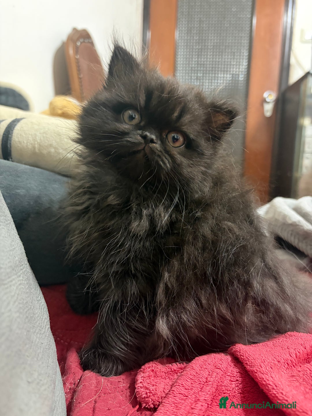 Scottish gatti in vendita: Scottish fold/straight gattini - Annuncio 5