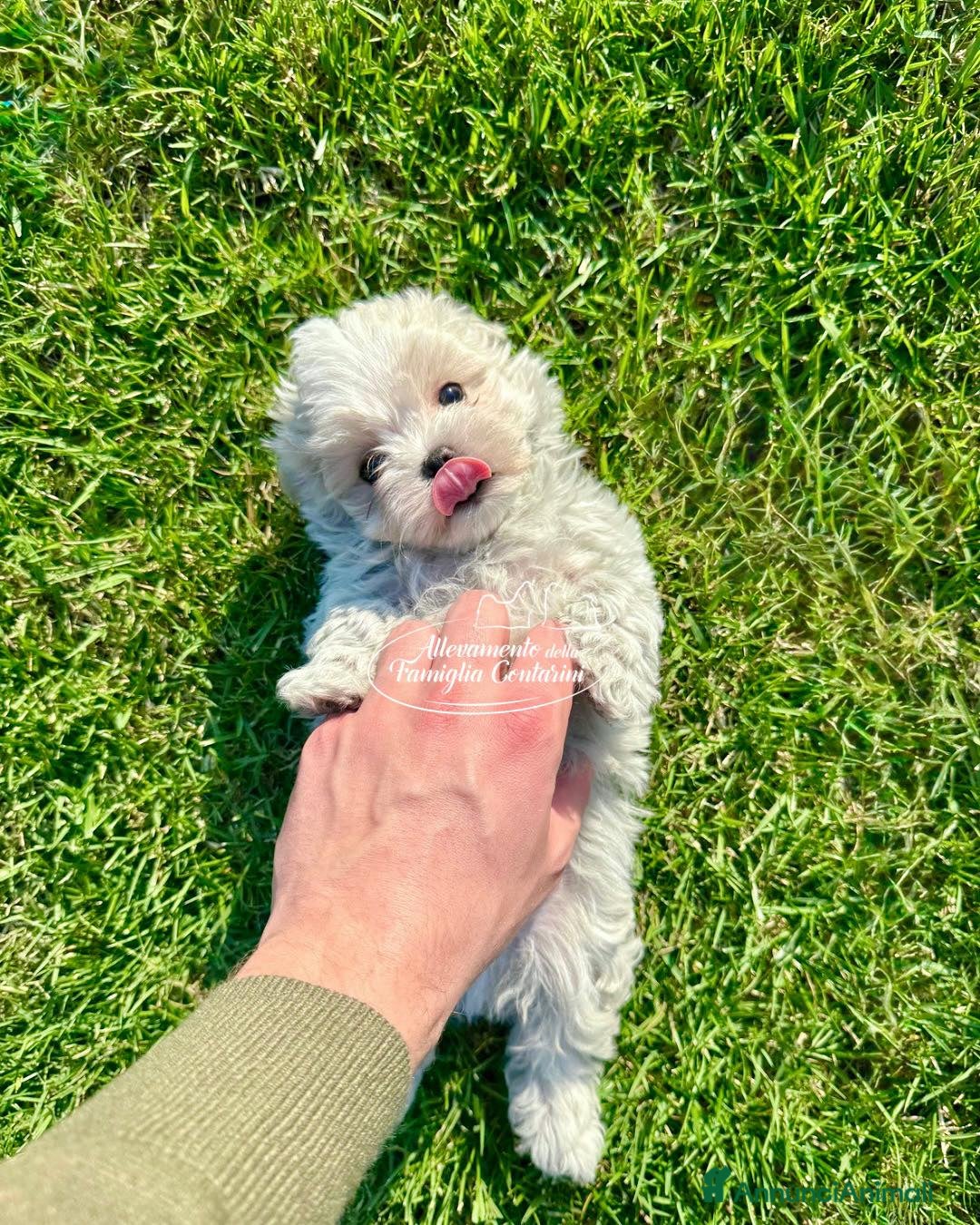 Maltese cani Cuccioli maltesi con pedigree enci a Città metropolitana di Milano - Annuncio 2