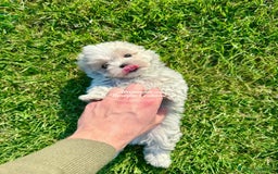 Maltese cani in vendita: Cuccioli maltesi con pedigree enci a Città metropolitana di Milano - Immagine 2