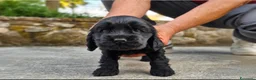 Cocker cani in vendita: Cuccioli neri di cocker spaniel con pedigree ENCI - Annuncio 1