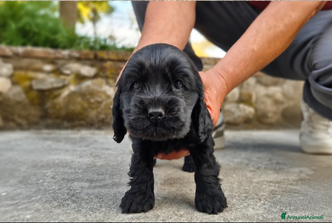 Cocker cani in vendita: Cuccioli neri di cocker spaniel con pedigree ENCI - Annuncio 1