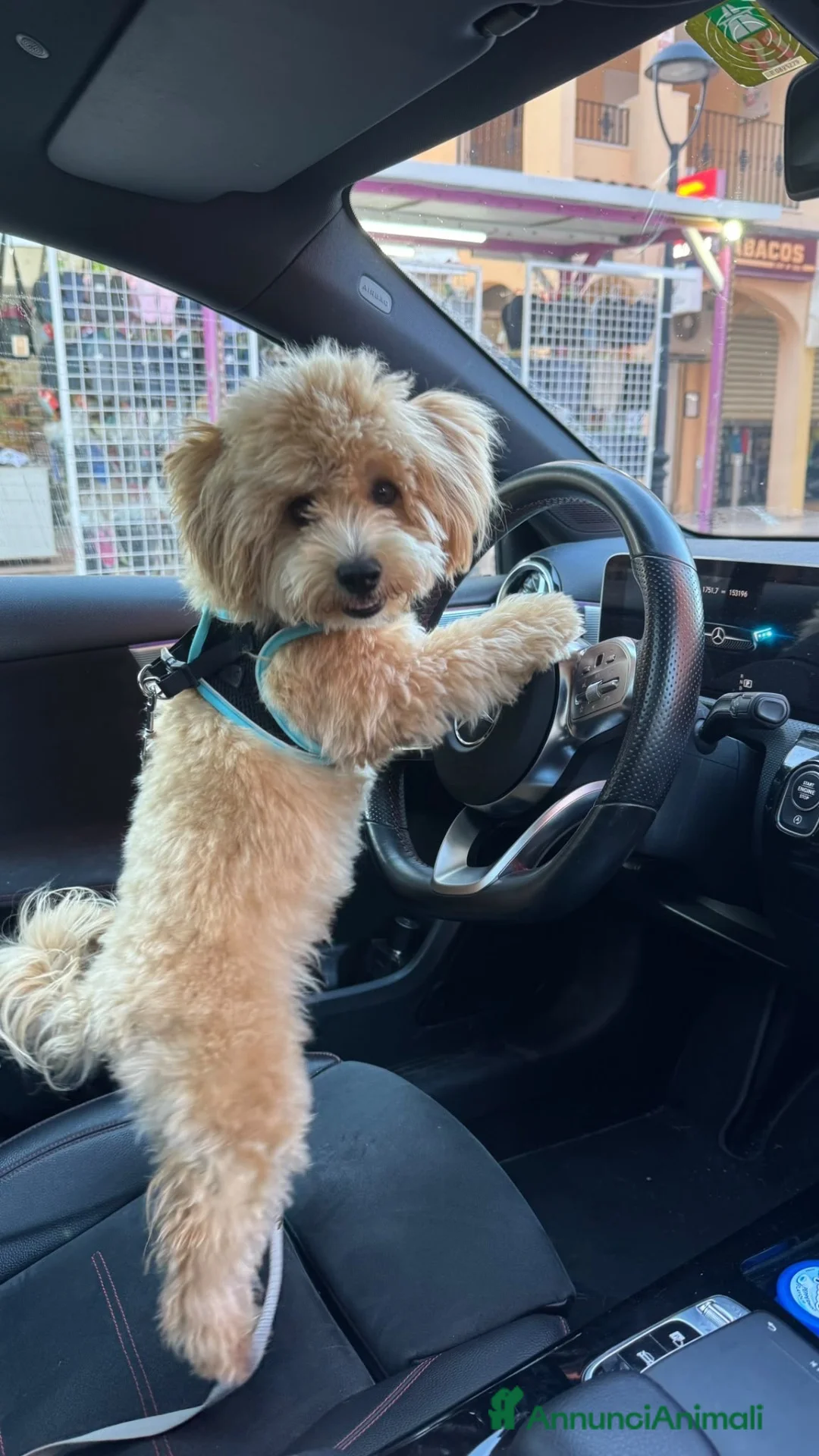 Maltipoo cani per accoppiamento: Cerco una fidanzata a Churro a Provincia di Bergamo - Annuncio 1