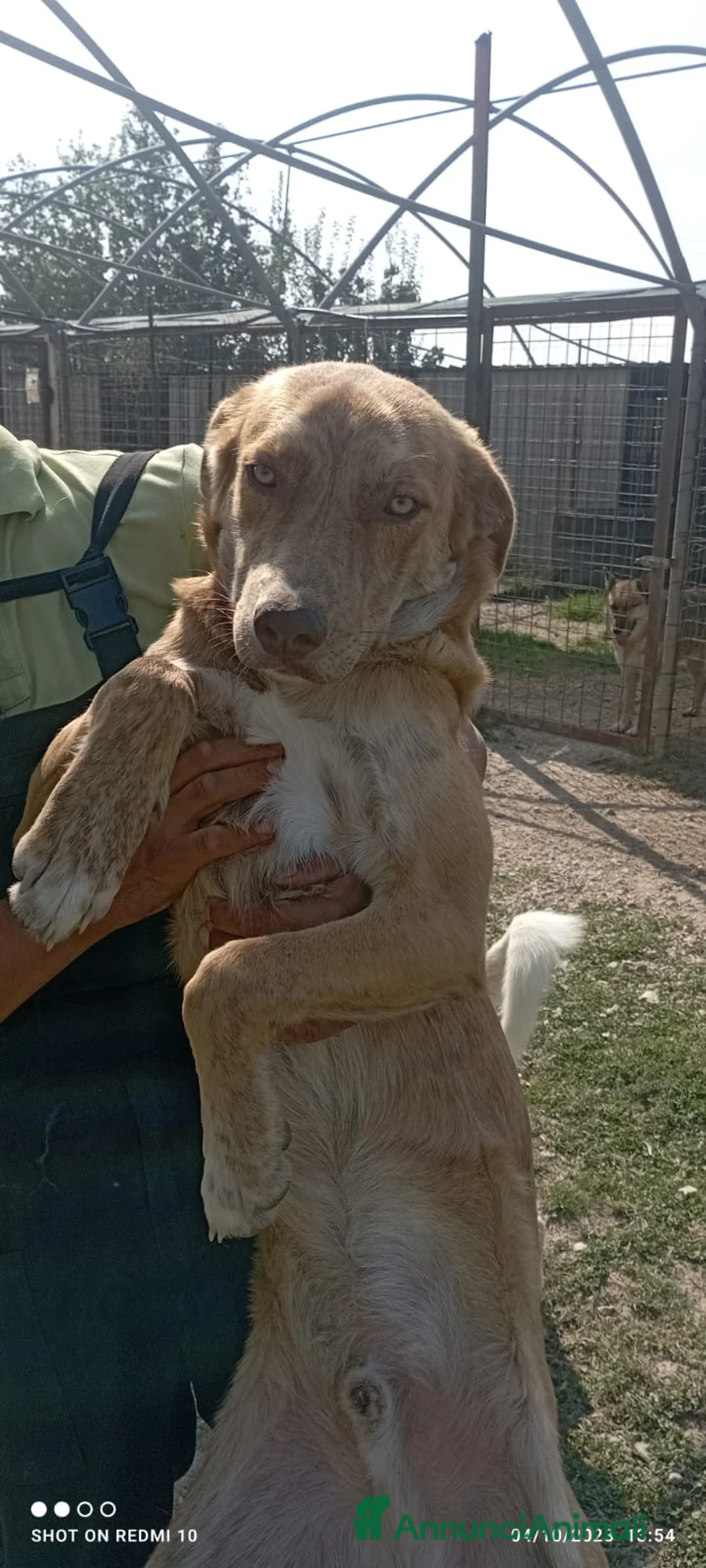 Meticcio cani in regalo: Shiro e Scooby troppo belli ma sfortunati!NAPOLI a Città Metropolitana di Milano - Annuncio 4