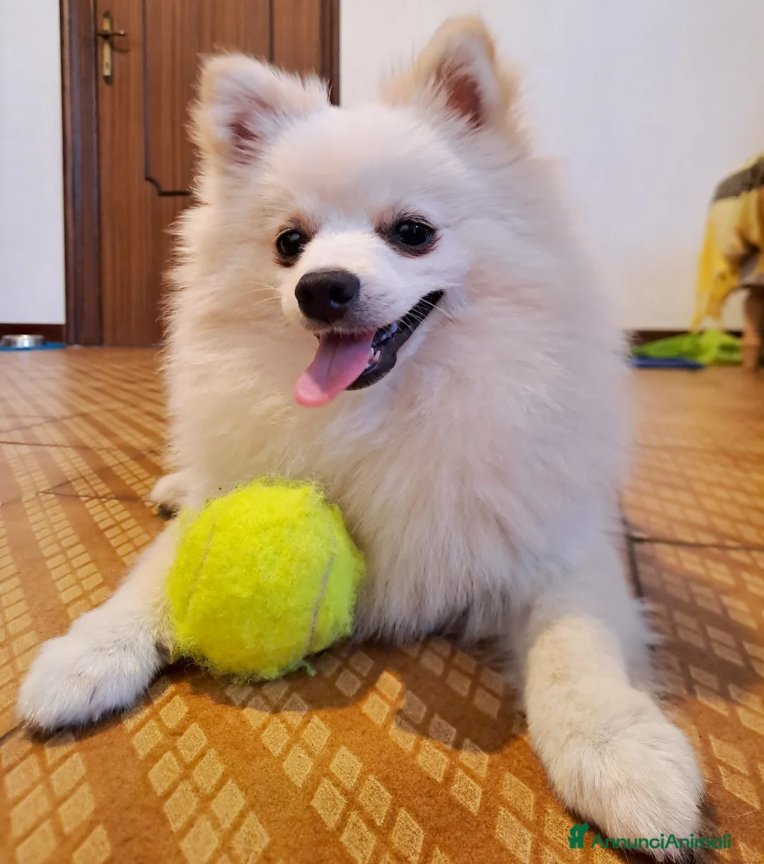 Volpino Italiano cani per accoppiamento: Volpino italiano disponibile alla monta con simili - Annuncio 2