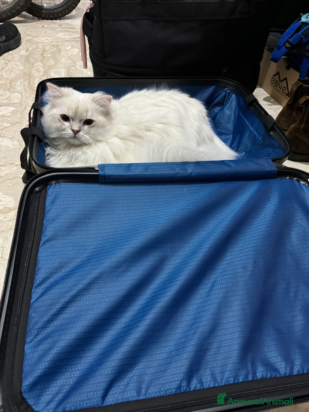 Scottish gatti per accoppiamento: Scottish Highland per accoppiamento  a Provincia di Varese - Annuncio 4