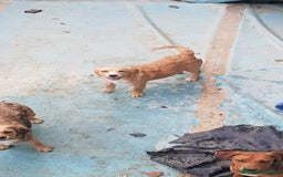 Altre razze cani in regalo: Regalo tre cuccioletti - Immagine 4