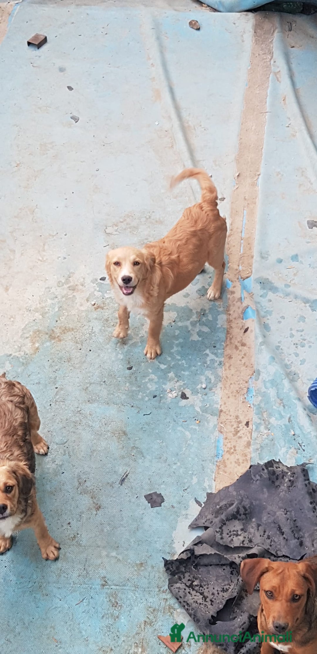 Altre razze cani in regalo: Regalo tre cuccioletti - Immagine 4