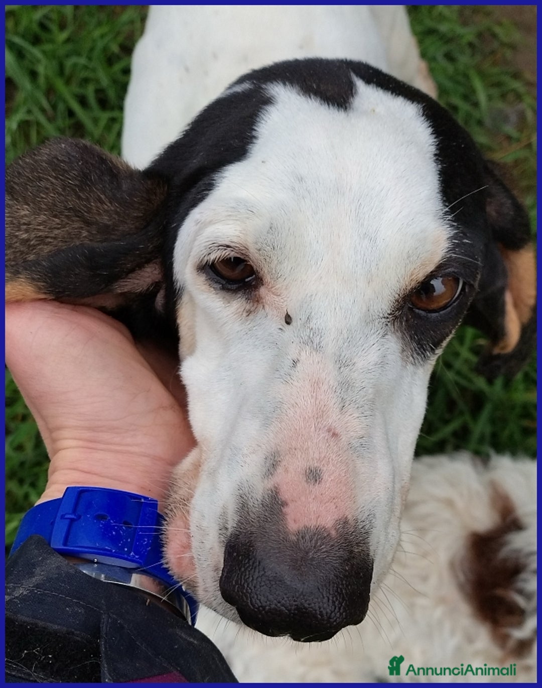 Segugio cani in regalo: MOIRA SPLENDIDA SEGUGIA 7 ANNI, VAGAVA RANDAGIA AF a Città metropolitana di Milano - Annuncio 7