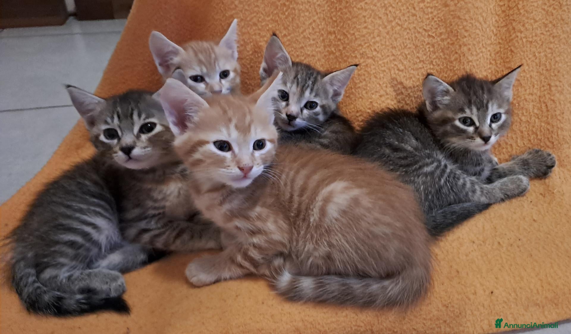 Europeo gatti Splendidi gattini cercano casa - Annuncio 9