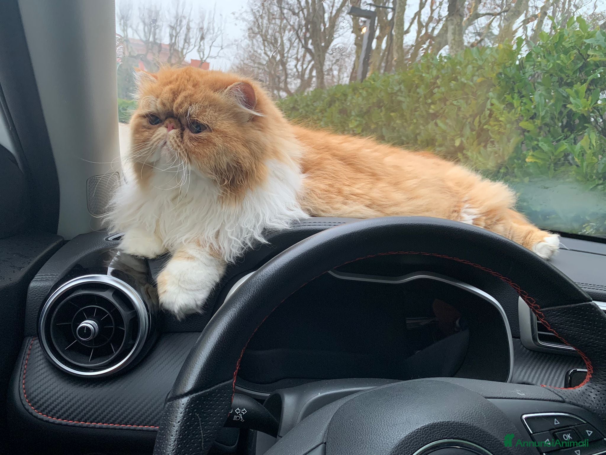 Persiano gatti Due fratellini cercano Femminuccia  - Annuncio 1