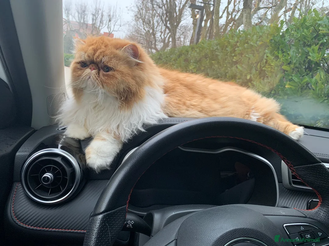 Persiano gatti per accoppiamento: Due fratellini cercano Femminuccia  - Annuncio 1