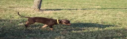 Pitbull cani in vendita: Cuccioli Pit Bull con pedigree anche a rate - Annuncio 32