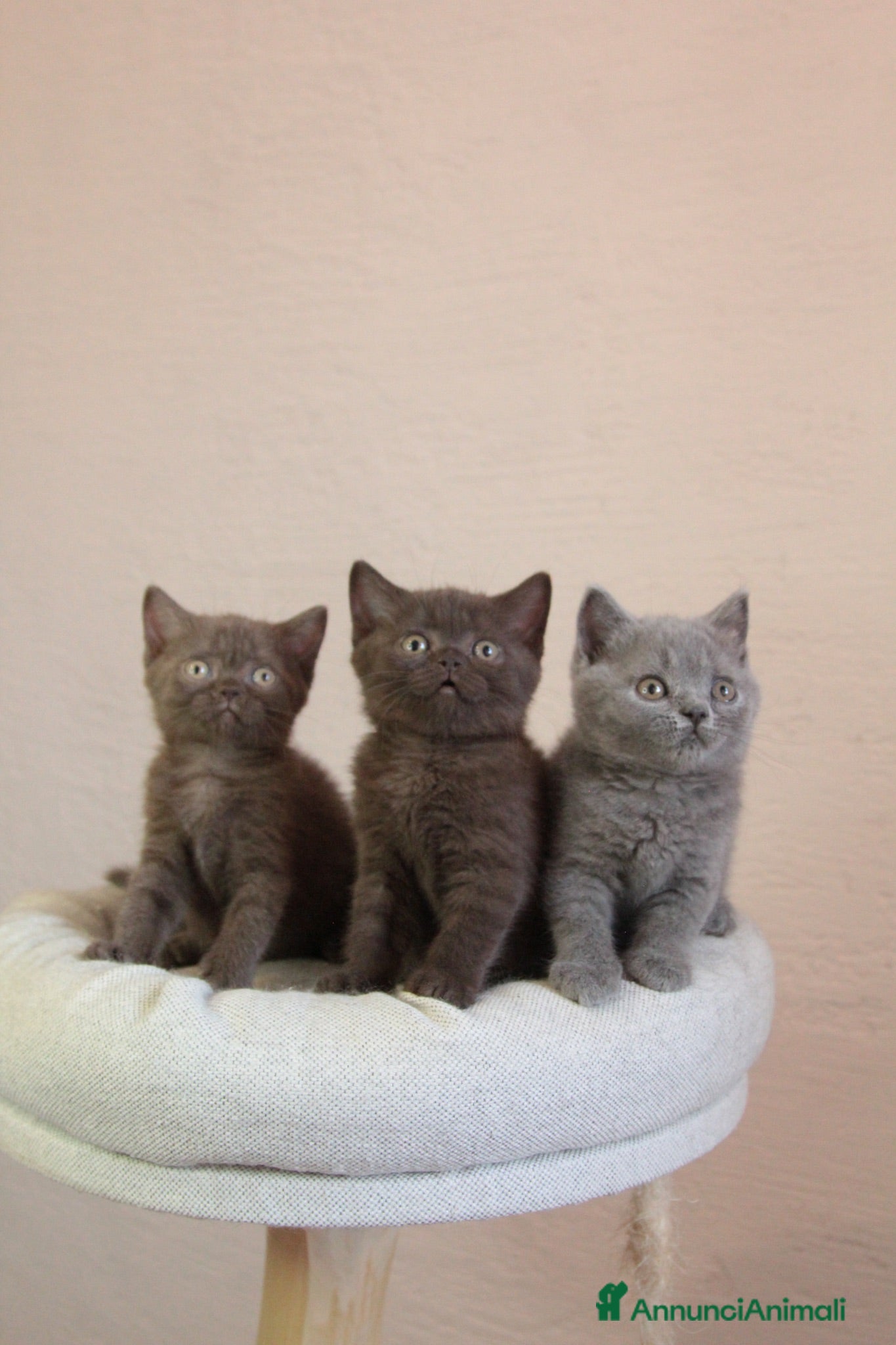 British gatti in vendita: British Shorthair  - Annuncio 1