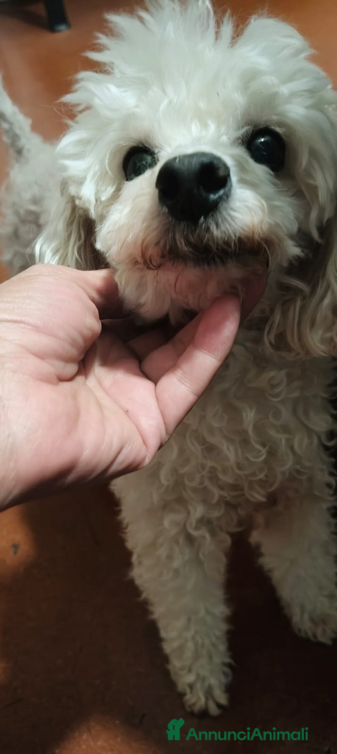 Barboncino cani in regalo: Ariel - Annuncio 7