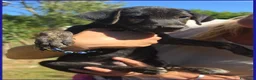 Meticcio cani in regalo: TIZZO, DOLCE CUCCIOLO 4 MESI SOPRAVVISSUTO AL FUOC - Annuncio 3