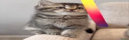 British gatti in vendita: Dolcissimi cuccioli di british shorthair - Annuncio 2