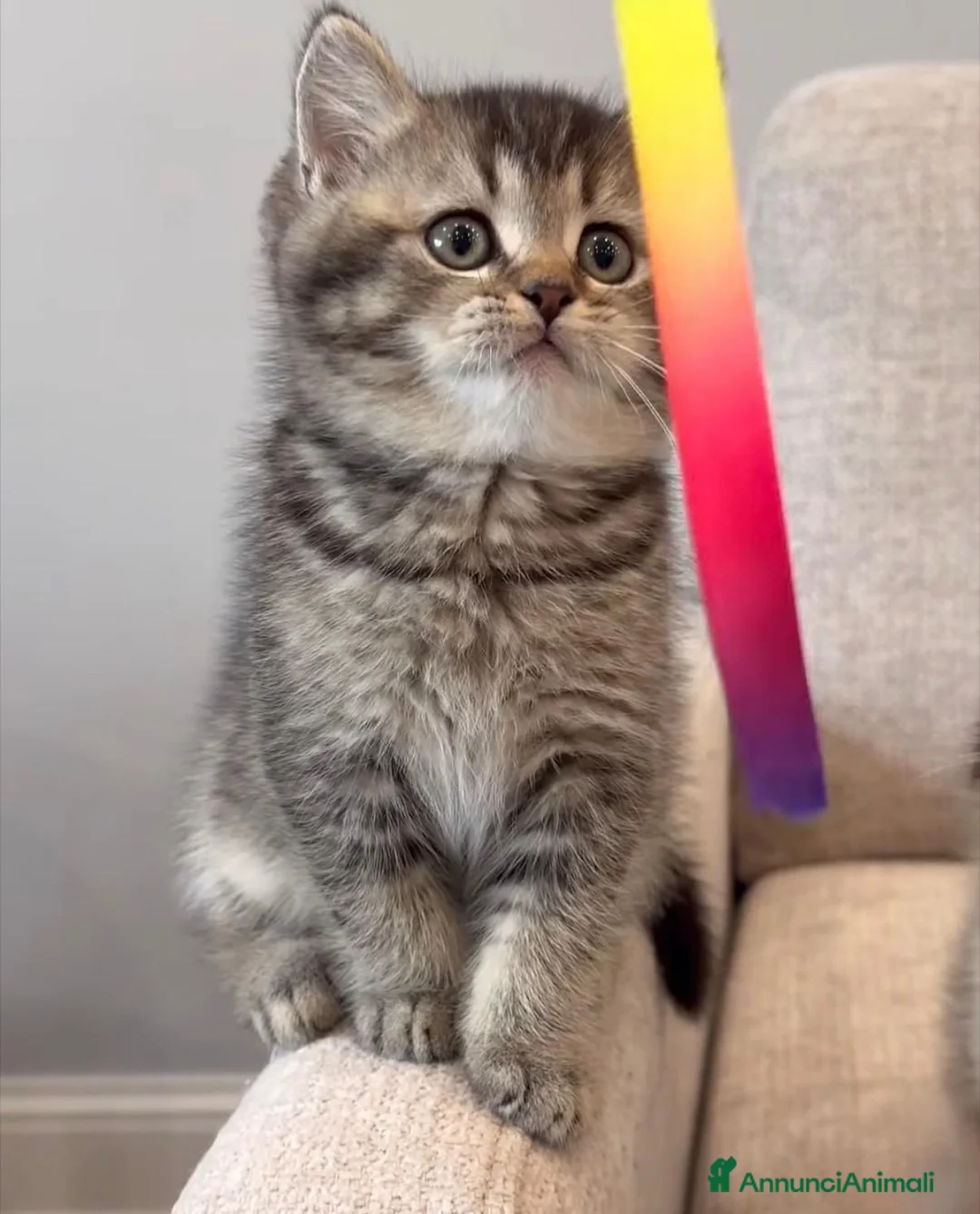 British gatti in vendita: Dolcissimi cuccioli di british shorthair - Annuncio 2