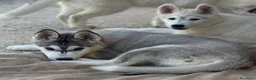Husky cani in vendita: Siberian Husky - Annuncio 5