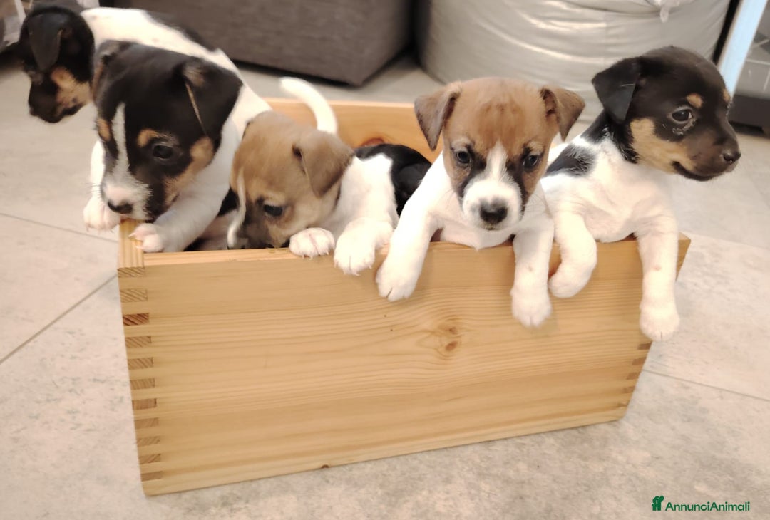 Jack Russell cani in vendita: Jack russel terrier tricolor - Immagine 2