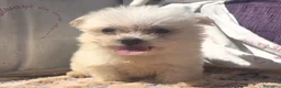 Maltese cani in vendita: Maltese  - Annuncio 2
