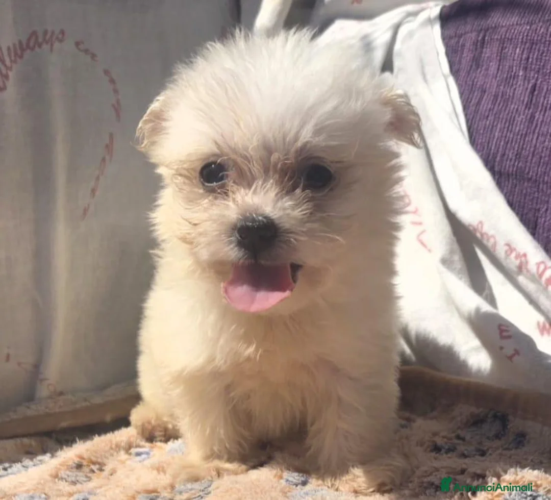 Maltese cani in vendita: Maltese  - Annuncio 2