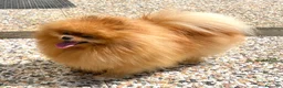 Volpino Pomerania cani in vendita: Cuccioli Pomerania con Pedigree Enci - Annuncio 7