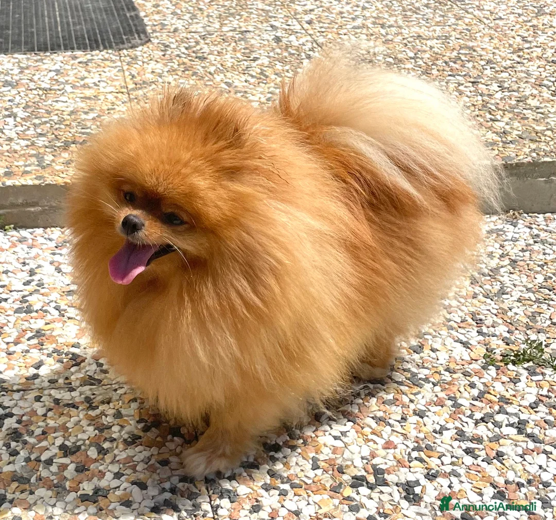Volpino Pomerania cani in vendita: Cuccioli Pomerania con Pedigree Enci - Annuncio 7