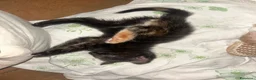 Meticcio gatti in regalo: regalo gattini a Città Metropolitana di Napoli - Annuncio 4
