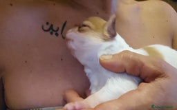 Chihuahua cani in vendita: Chihuahua  a Città metropolitana di Roma Capitale - Immagine 4
