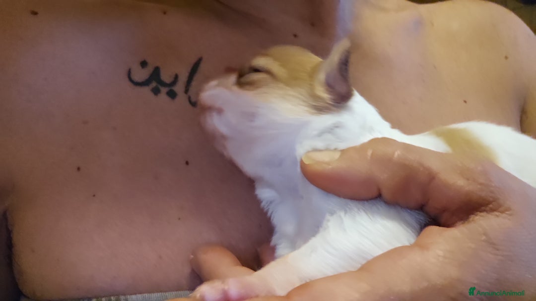Chihuahua cani in vendita: Chihuahua  a Città metropolitana di Roma Capitale - Immagine 4