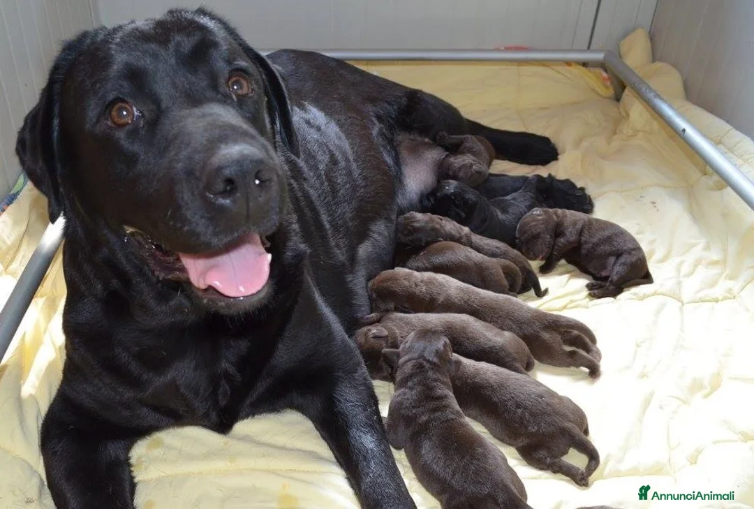 Immagine della galleria {{count}}