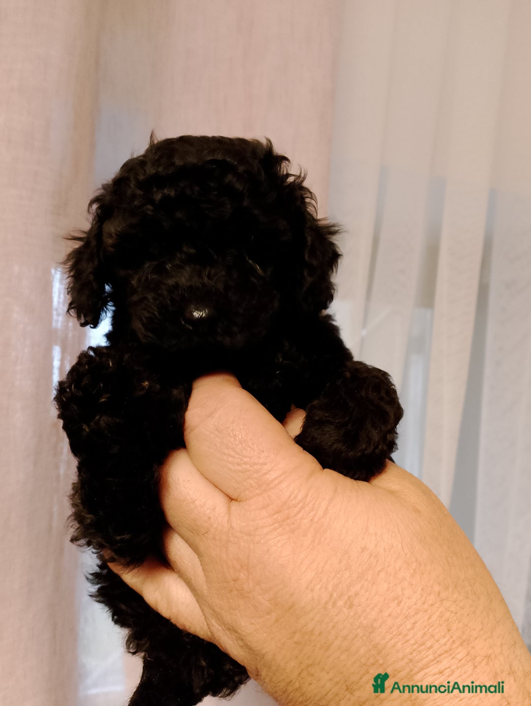 Barboncino cani in vendita: Barboncino nano - Annuncio 2