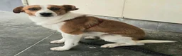 Meticcio cani in regalo: Pericle 2 anni Taglia piccola  a Provincia di Teramo - Annuncio 4