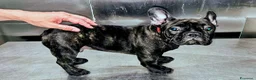 Bulldog Francese cani in vendita: Cucciolo disponibile - Annuncio 6