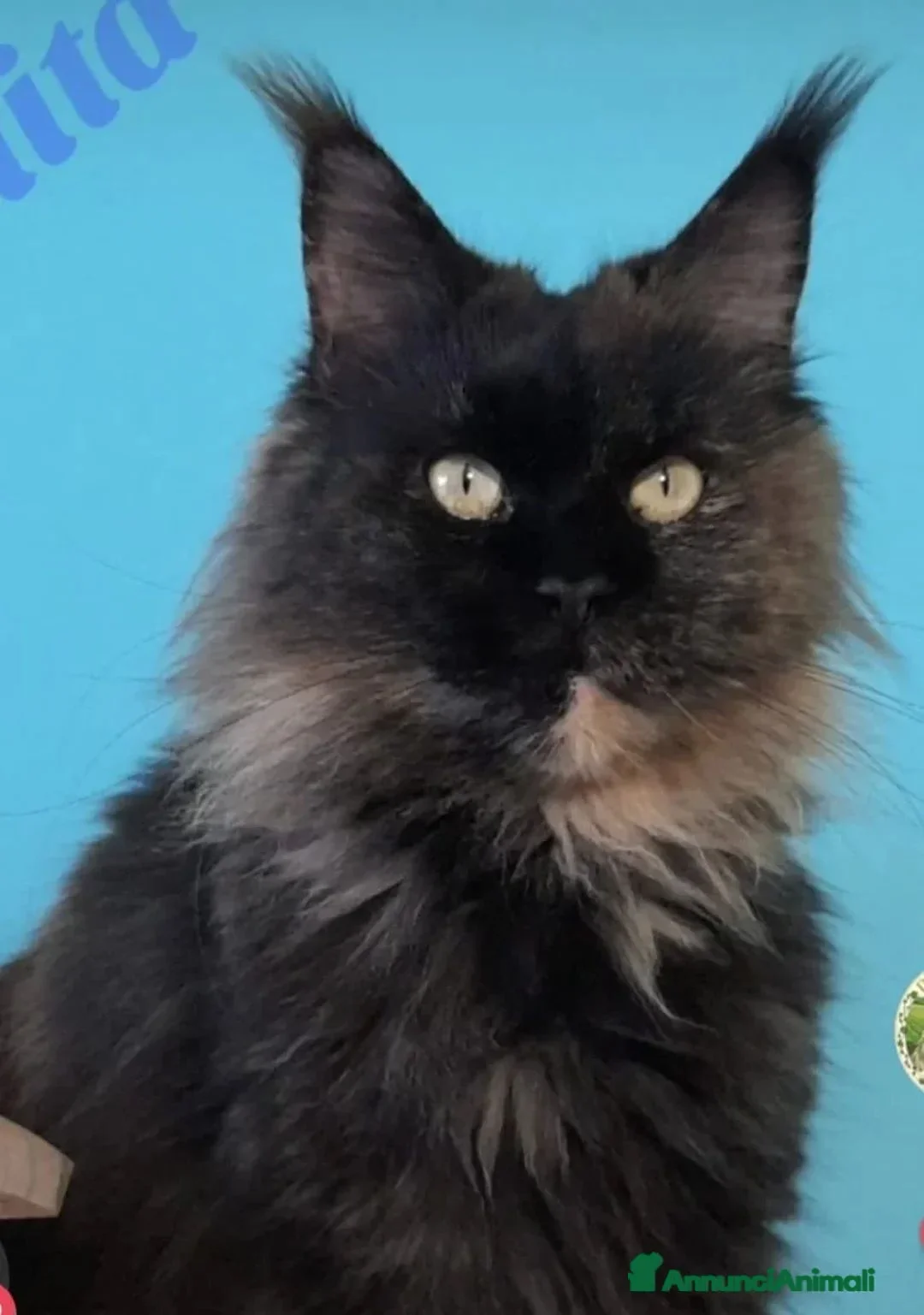 Maine Coon gatti in vendita: ultimo maine coon maschietto - Annuncio 2