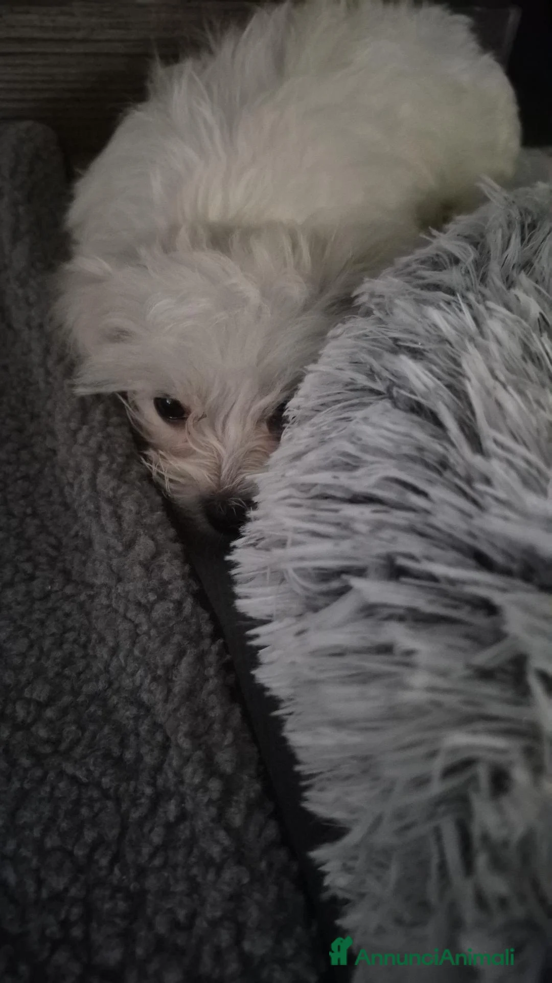 Maltese cani in vendita: Vendita maltese con corredo - Annuncio 2