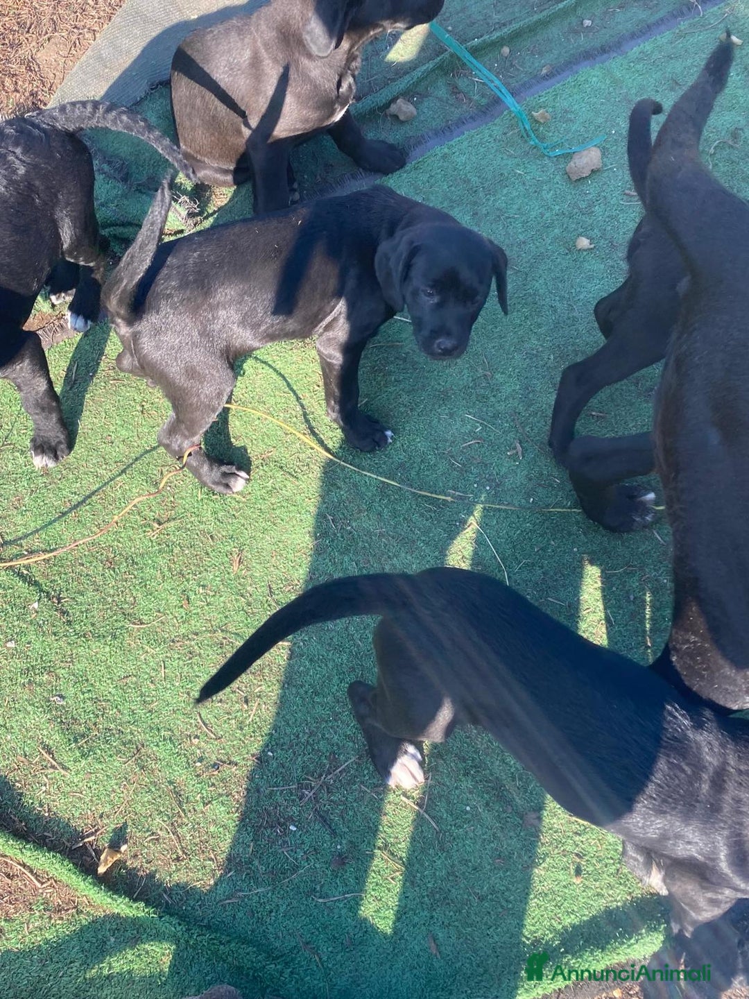 Cane Corso cani in vendita: Cuccioli  - Annuncio 4