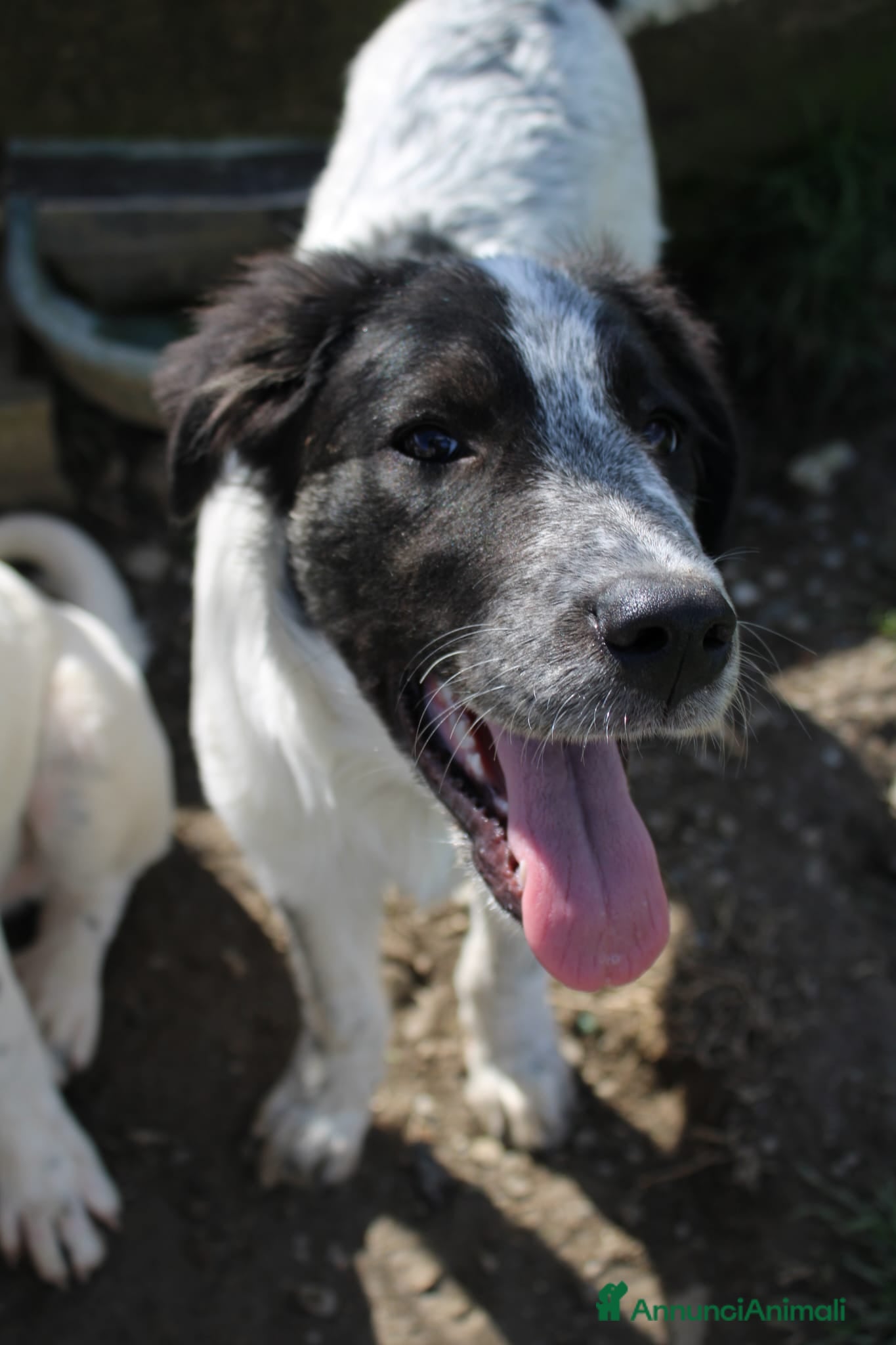 Meticcio cani Claretta  - Annuncio 41